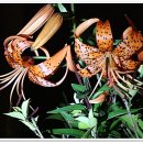 말방1리 이미지