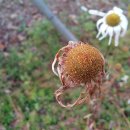 구절초로 이미지