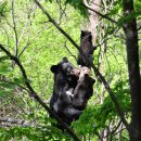 반달곰 가족 이미지