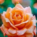 Neil Diamond 닐 다이아몬드 - Song Sung Blue. Sweet Caroline 이미지
