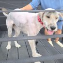 사랑할개 이미지