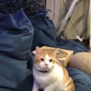 카페 무 이미지