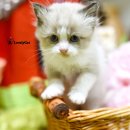 리터바이 이미지