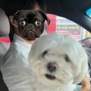 진철목장 이미지