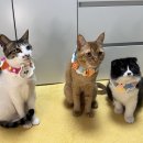 여름도겨울 | [공지] 네이버 펫 인플루언서 26년 3월 여름겨울이네 선정후기 및 과정!