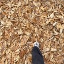 금호지 | 진주 금산 맛집 무량원, 금호지 파전 맛집 후기