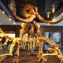 공룡의숨결 이미지