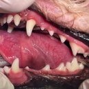 하나카동물병원 이미지