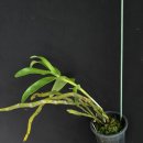 Dendrobium heterocarpum (첨도진석곡)자연개체 이미지