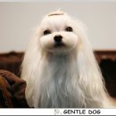 젠틀독 이미지
