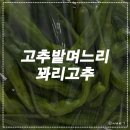 고추밭 며느리
