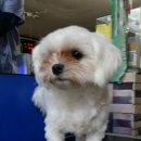 독스앤휴먼 이미지