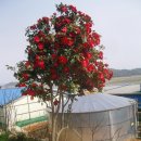 다윗농장 이미지