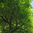 궁전레스토랑 이미지