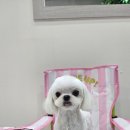 바오펫 이미지
