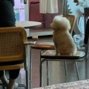 [공지] [먹블로그]185화. 양산 상북면 플랜테리어 감성카페, 식물 가득한 디저트 맛집 겟인상북✍ ʕ•ᴥ•oʔ