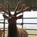 설화사슴목장 이미지