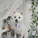 아보네 멍빌리지 이미지