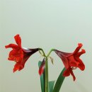 아마릴리스 이미지