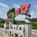 원더풀주유소 | 삼척) 삼척 장미축제 개화현황! 오늘 다녀온 후기!