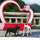 불독하우스 이미지