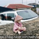 비양도의 비양나무자생지 | 올레 14코스 : 한림항 ~ 월령 선인장 - 자생지에서 에메랄드빛에 취했다
