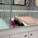 블레스펫츠 이미지