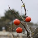 Re: 써니님~!! 김영갑갤러리 - 글과 사진/ 양지옥전(養志玉田)와 제주 명소 몇 곳 이미지