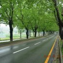 청주가로수길 이미지