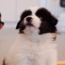 다시사랑받개 이미지