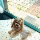 예쁜 애견 미용 이미지