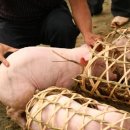 돼지우리 이미지