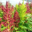 아마란스 이미지