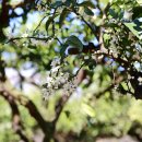 귤꽃향기 이미지