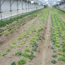 장안농장 이미지