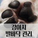 강아지발바닥