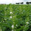 상원농장 이미지