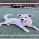 멍멍이천국 이미지