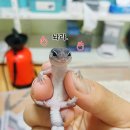 펫뚱이