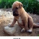 다 이미지