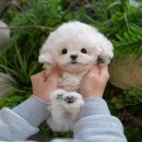 광주강아지분양 고양이분양 미유펫 본점 이미지