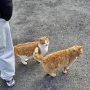 노엘의 다락방 이미지