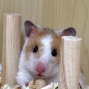 밥풀릭스 모래내점 이미지