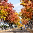 마로니에길 이미지