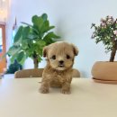 지니퍼피 의정부강아지분양 애견샵 | 의정부애견분양 퍼피에몽 가족을 맞이하는 설렘