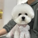 오구오구 펫살롱 | 목포애견미용/옥암애견미용/남악애견미용/목포펫아로마테라피/오구오구펫살롱/5959펫살롱