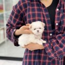 미유펫 강아지고양이 수원점 이미지