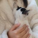 카우만 동물병원 이미지