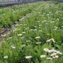 하얀민들레 이미지