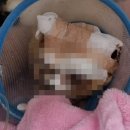 완도동물병원 이미지